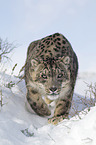 snow leopard
