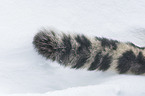 Snow Leopard tail