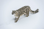 standing Snow Leopard
