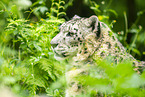 snow leopard