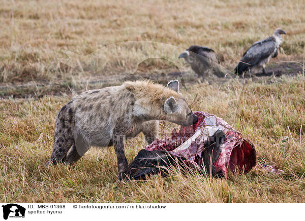 Tpfelhyne / spotted hyena / MBS-01368