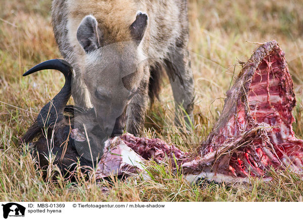 Tpfelhyne / spotted hyena / MBS-01369