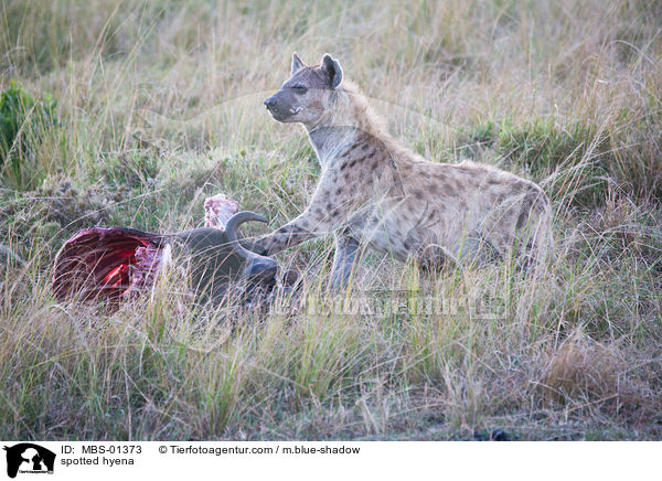 spotted hyena / MBS-01373