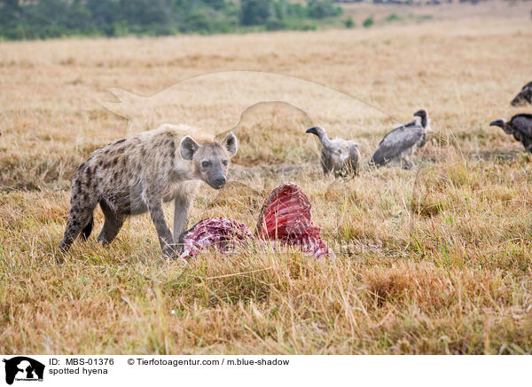 Tpfelhyne / spotted hyena / MBS-01376