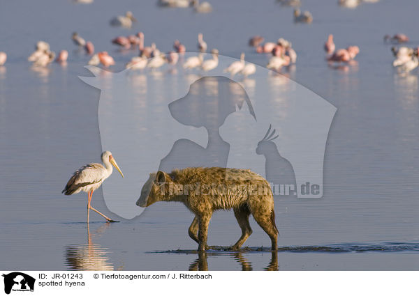 spotted hyena / JR-01243