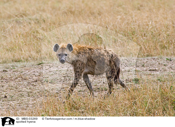 Tpfelhyne / spotted hyena / MBS-03269