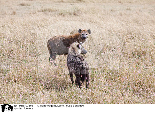 Tpfelhynen / spotted hyenas / MBS-03368