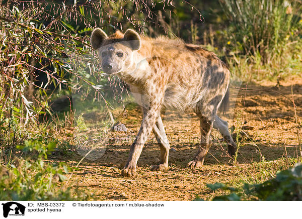 Tpfelhyne / spotted hyena / MBS-03372