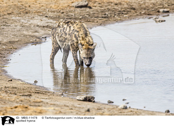 spotted hyena / MBS-11478