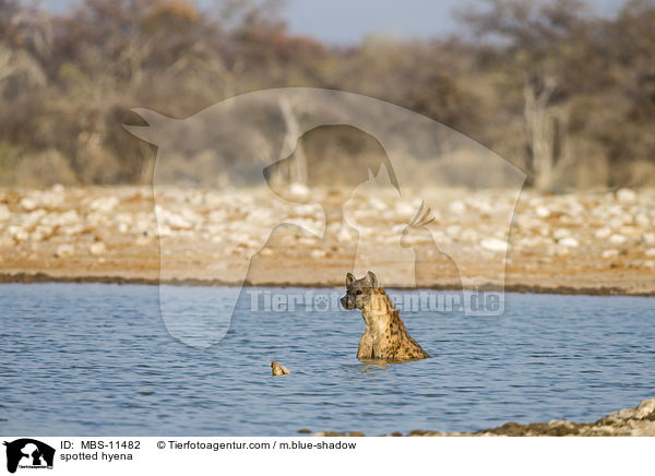 spotted hyena / MBS-11482