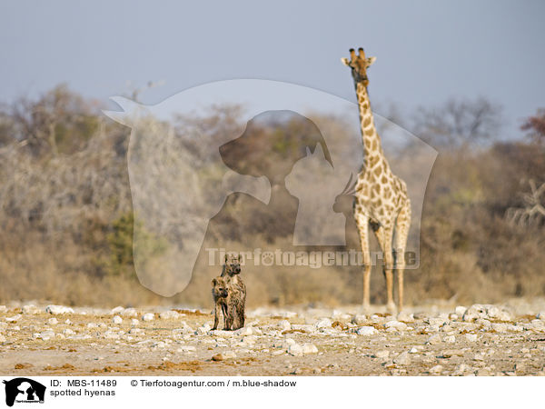 spotted hyenas / MBS-11489