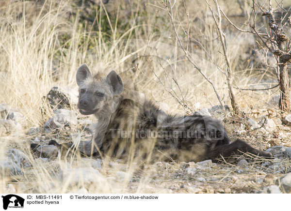 spotted hyena / MBS-11491