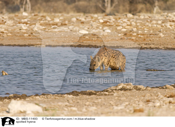 spotted hyena / MBS-11493