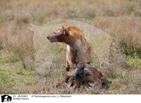 Tpfelhyne / spotted hyena / JR-02843
