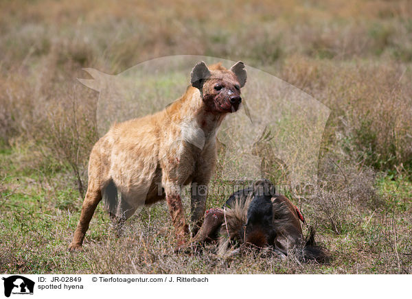 Tpfelhyne / spotted hyena / JR-02849