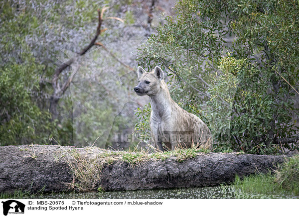 standing Spotted Hyena / MBS-20575