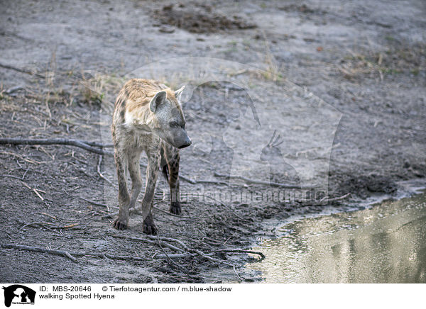 walking Spotted Hyena / MBS-20646