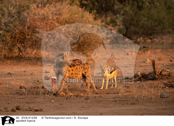 spotted hyena / SVS-01208