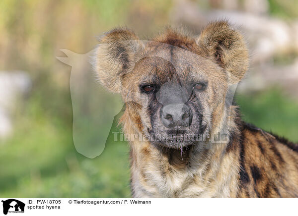 Tpfelhyne / spotted hyena / PW-18705