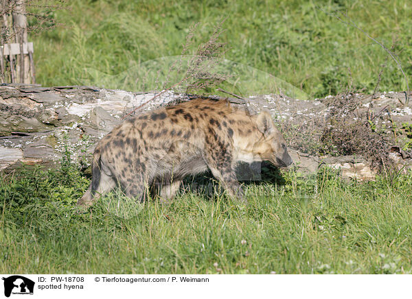 Tpfelhyne / spotted hyena / PW-18708