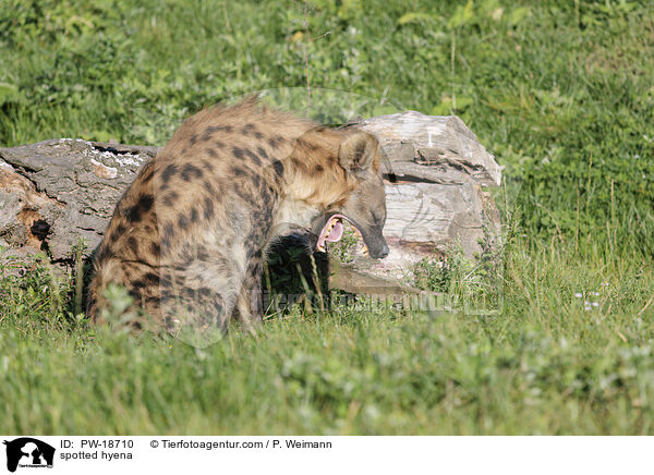 spotted hyena / PW-18710