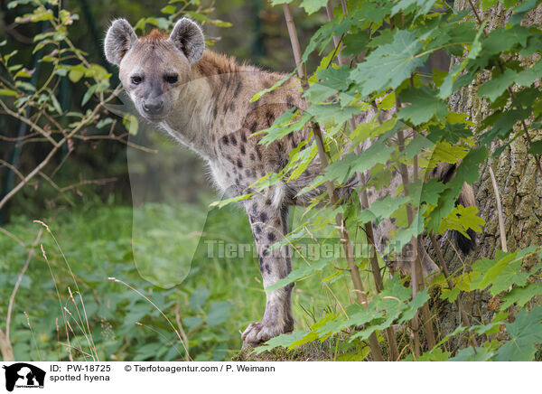 Tpfelhyne / spotted hyena / PW-18725