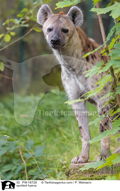 Tpfelhyne / spotted hyena / PW-18728