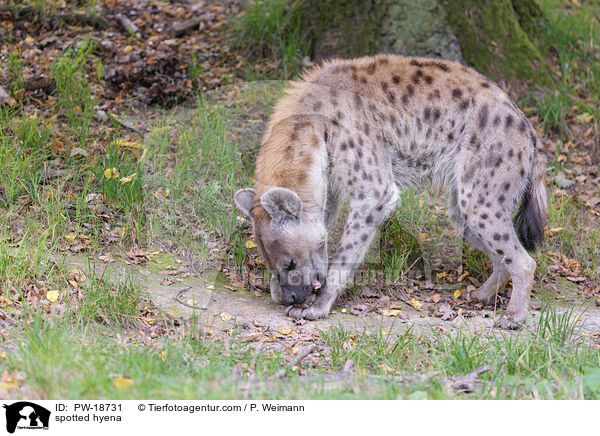Tpfelhyne / spotted hyena / PW-18731