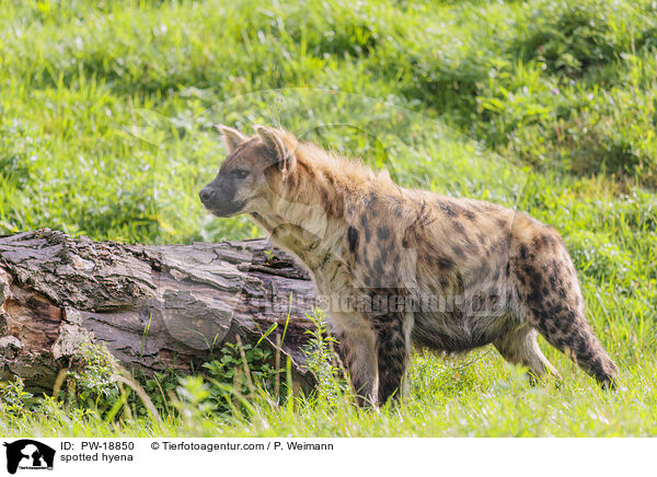 spotted hyena / PW-18850