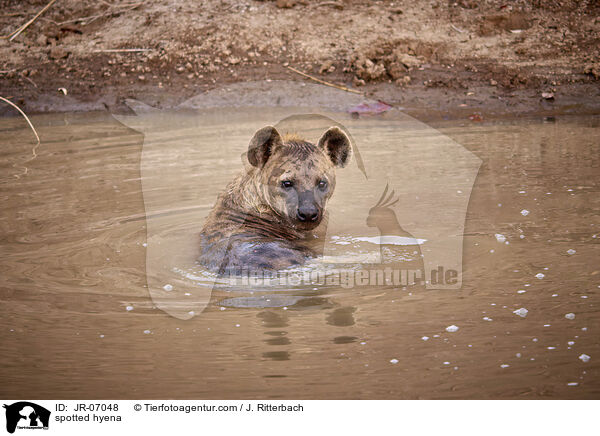 spotted hyena / JR-07048