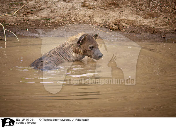 spotted hyena / JR-07051