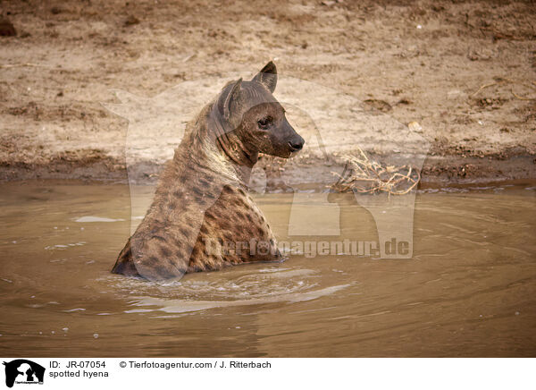 Tpfelhyne / spotted hyena / JR-07054