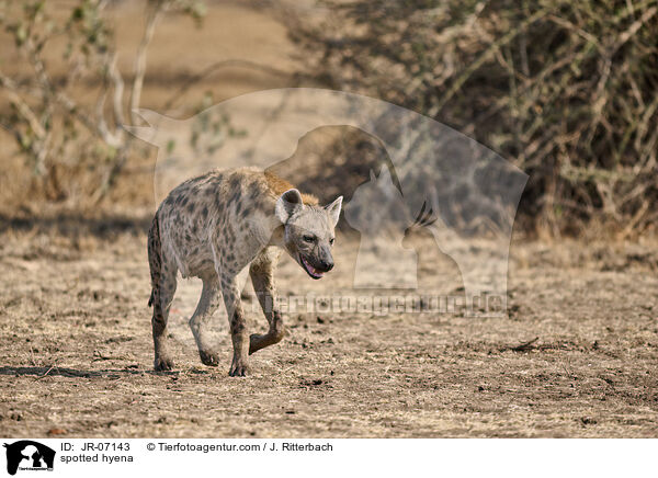 Tpfelhyne / spotted hyena / JR-07143