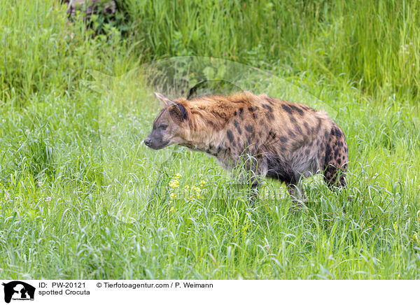 Tpfelhyne / spotted Crocuta / PW-20121