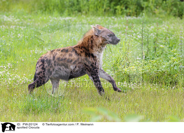 Tpfelhyne / spotted Crocuta / PW-20124