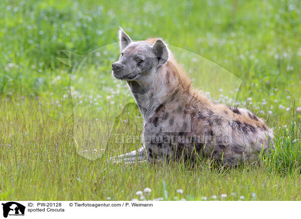 Tpfelhyne / spotted Crocuta / PW-20128