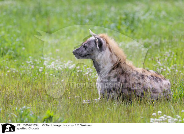 Tpfelhyne / spotted Crocuta / PW-20129
