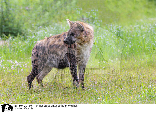 Tpfelhyne / spotted Crocuta / PW-20130