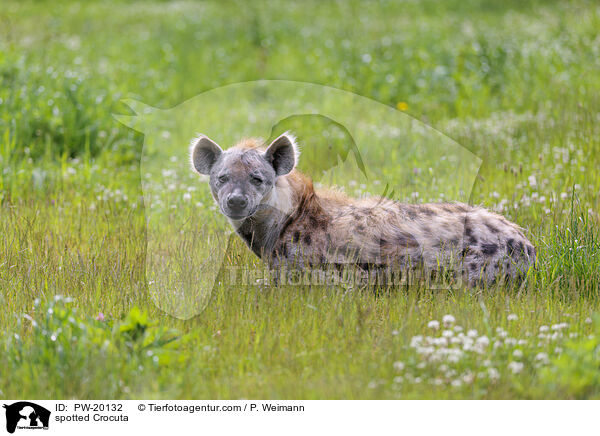 Tpfelhyne / spotted Crocuta / PW-20132