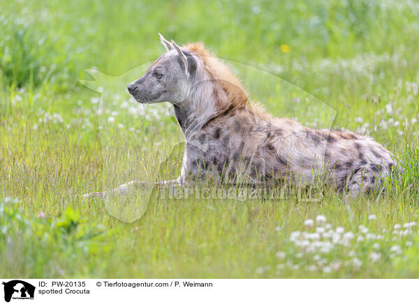Tpfelhyne / spotted Crocuta / PW-20135