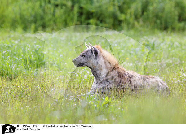 Tpfelhyne / spotted Crocuta / PW-20136
