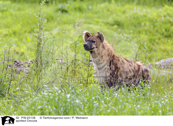 Tpfelhyne / spotted Crocuta / PW-20138