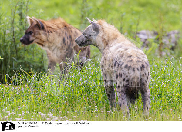 Tpfelhyne / spotted Crocuta / PW-20139