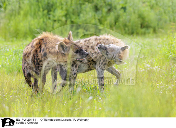 Tpfelhyne / spotted Crocuta / PW-20141