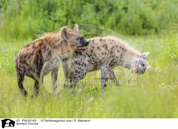 Tpfelhyne / spotted Crocuta / PW-20142