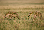 spotted hyenas