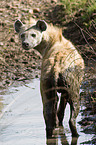 spotted hyena