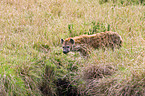 spotted hyena