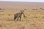 spotted hyena