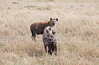spotted hyenas